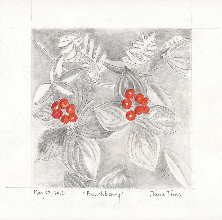 within easy reach - Bunchberry